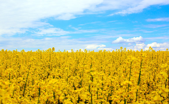 Yellow field rapeseed in bloom with blue sky and white clouds. Peaceful nature. Beautiful background. Concept image.
