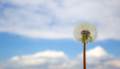 White dandelion against the blue sky. Peaceful nature. Beautiful background. Concept image. Copy space.