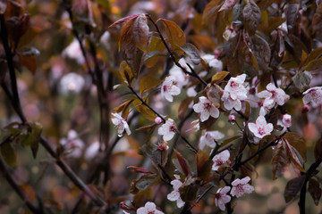 Spring background. White flowers of an apple tree close-up