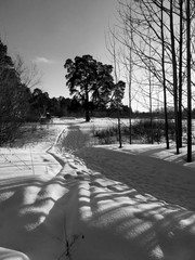 The cold winter sun shines through the tree trunks in the forest. Russian winter. Shadows in the snow. Black and white photo.