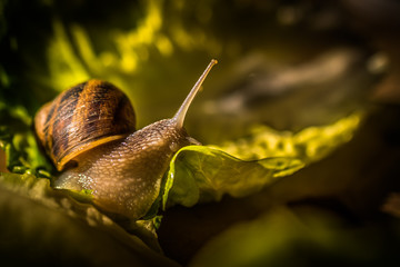 Caracol sobre comiendo lechuga verde fresca