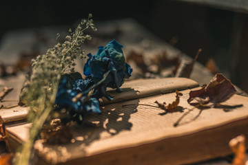 Rosa azul sobre libro antiguo