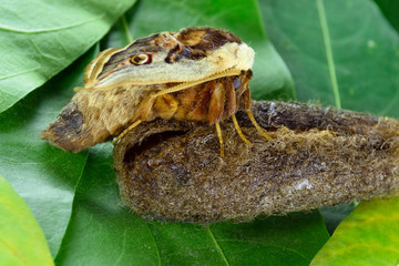 Moth, Saturnia pyri, the Giant Peacock moth, Great Peacock moth, Giant Emperor moth or Viennese emperor (Lepidoptera: Saturniidae). Emerging from cocoon 
