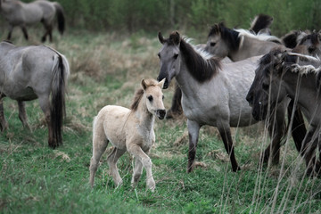 Herd of horses with foal