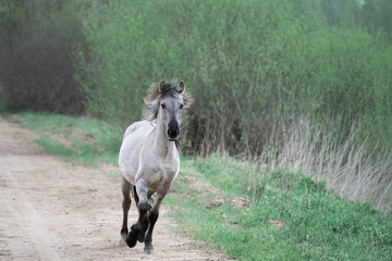 Wild horse running along road