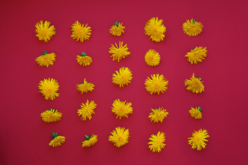Fototapeta na wymiar Yellow dandelions lay on the red table photographed the view from the top