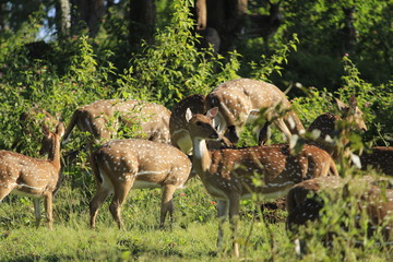 Wild deer walking  in a forest, India