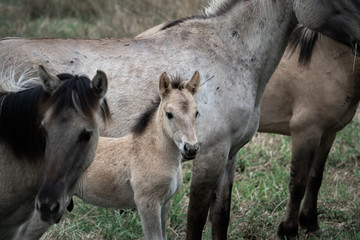 Obraz na płótnie Canvas horses with foal in wildlife