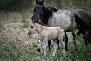 Naklejka na ściany i meble Foal with mother horse