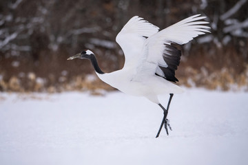 The Red-crowned crane, Grus japonensis The bird is taking off and flying above in beautiful artick winter environment Japan Hokkaido Wildlife scene from Asia nature. ..