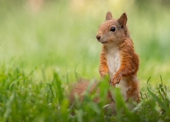 junges Eichhörnchen im Gras