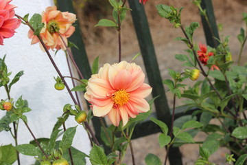Two-color flower