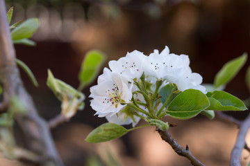 Pęk  kwitnących białych kwiatów na gałązce drzewa gruszy © Joanna