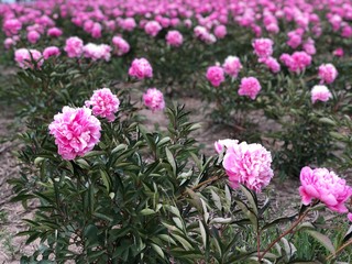 pink and white flowers