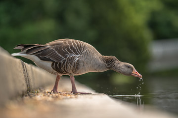 Graugans beim Trinken 2