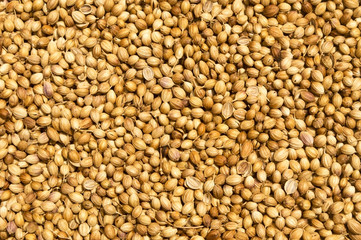 Close up view from top of coriander seeds