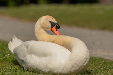 Schwan bei der Gefiederpflege
