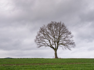 Baum Silhouette