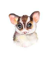 Watercolor children's flying squirrel illustration