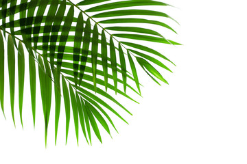 leaves of coconut or palm isolated on white background with clipping path for design elements, tropical leaf, summer background