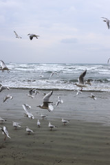 Seagulls at a beach