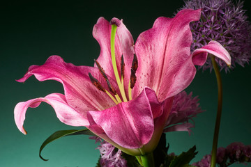 detail of lily flower in photo studio