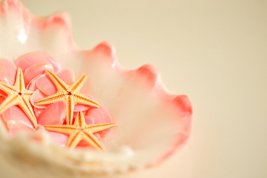 ラッキーアイテム桜貝と海星