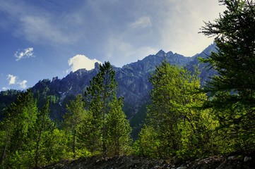 pini in primo piano con sfondo delle montagne