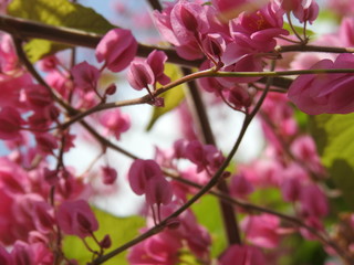 pink magnolia flowers