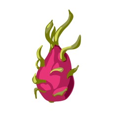 Dragon fruit isolated on the white background. Tropical pink juicy dragon fruit. Summer fruits for healthy lifestyle. Organic