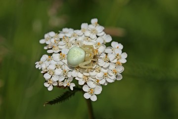 Weibliche Veränderliche Krabbenspinne (Misumena vatia) mit Beute auf Schafgarbe (Achillea millefolium). © Schmutzler-Schaub