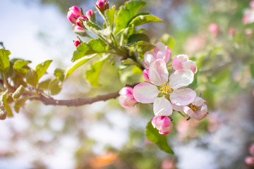 Fototapeta na wymiar In spring, blooming apple tree, pink and white flowers. Close-up.