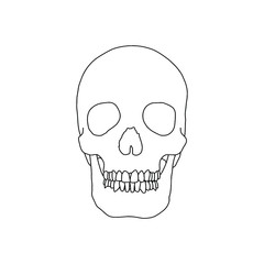 A human skull, drawn by lines on white background. Vector Stock illustration.