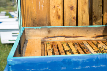 Closeup of a frame with a wax honeycomb of honey with bees on them. Apiary workflow.