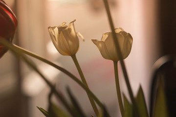 Tulip flower. Daguerreotype style. Film grain. Vintage photography. Canvas texture background....
