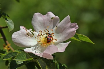 Zottiger Bienenkäfer (Trichodes alvearius) auf Wildrosenblüte