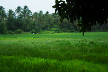 An extremely green rice field in Goa, India