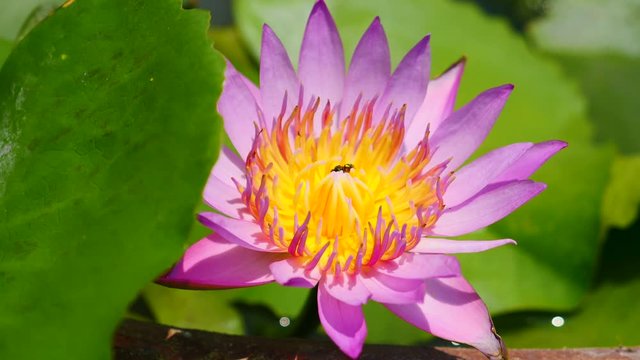 Beautiful lotus flower full bloom in lake 