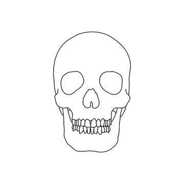 recommend clip art: A human skull, drawn by lines on white background. Vector Stock illustration.