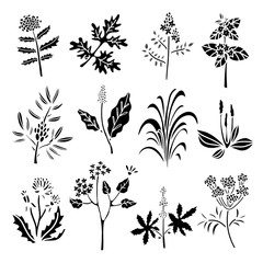 Flowers, herbs, leaves, plants