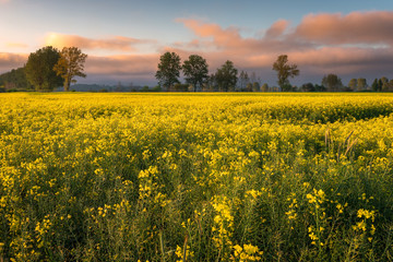 Obraz premium Rural view of the rapeseed field