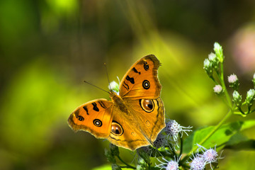 Yellow butterfly on a flower