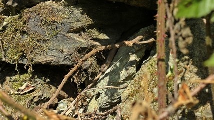 Blindschleiche (Anguis fragilis)  kriecht aus ihrem Versteck in einer Trockenmauer