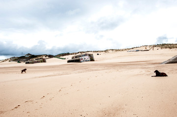 Zwei Hunde spielen am Strand, von Labenne Océan, Frankreich, hinten deutsche Bunker des...