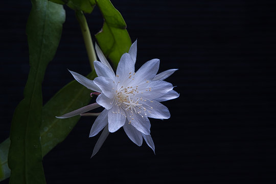 White Orchid Cactus Queen of the Night Flower with black background. 