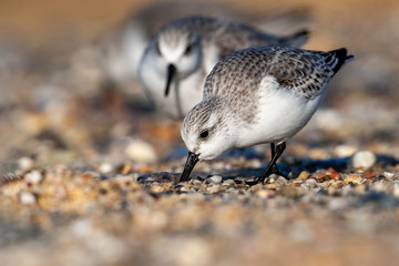 Sanderling (Calidris alba) doğal ortamlarında beslenir.