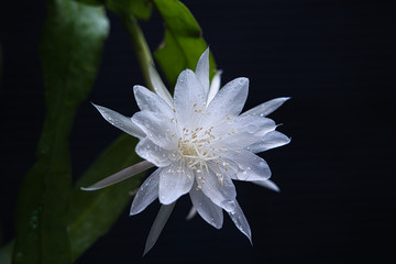 White Orchid Cactus Queen of the Night Flower with black background. 