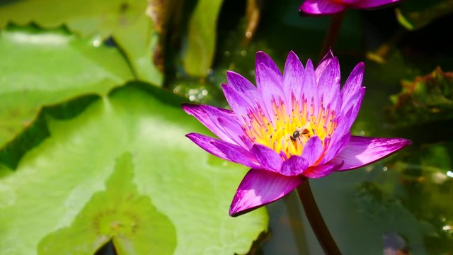 Beautiful lotus flower full bloom in lake 