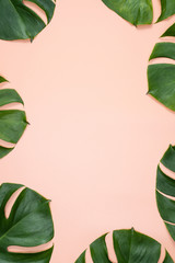 Beautiful tropical palm monstera leaves branch isolated on bright pink background, top view, flat lay, overhead above summer beauty blank design concept. © RomixImage