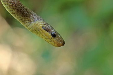 Subadulte Äskulapnatter (Zamenis longissimus)